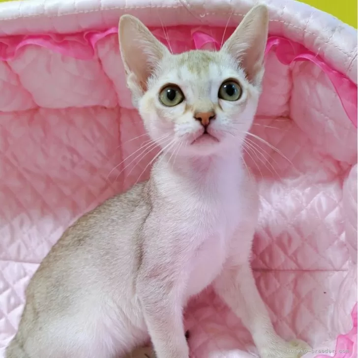 シンガプーラ【埼玉県・女の子・2025年9月22日・セーブルティックドタビー】の写真1「こんにちは😊」