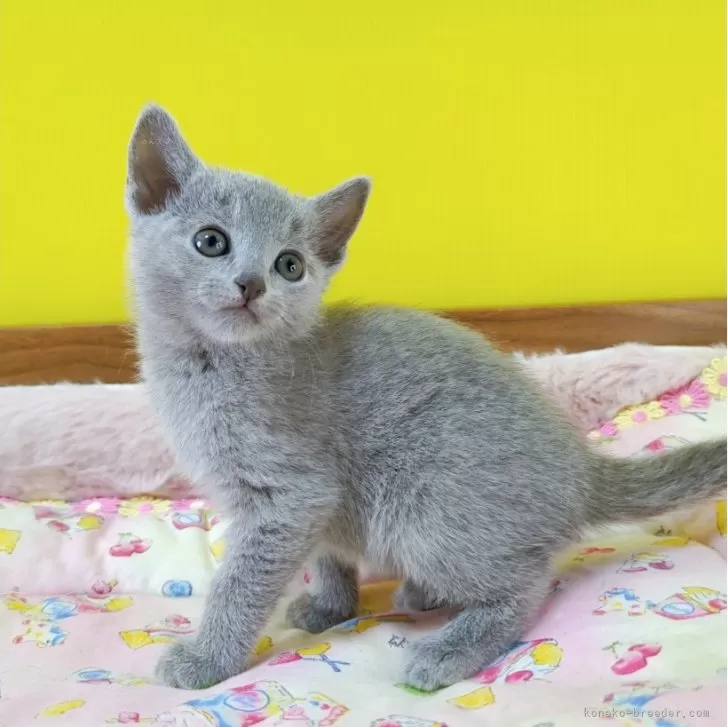 ID：2504-01939の子猫