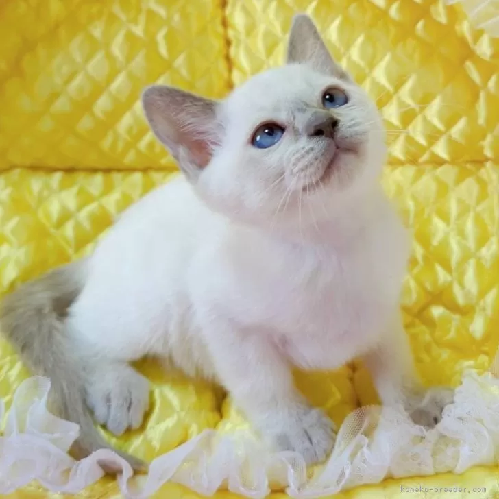 トンキニーズ【埼玉県・女の子・2025年10月20日・プラチナ(ライラック)ポイント】の写真1