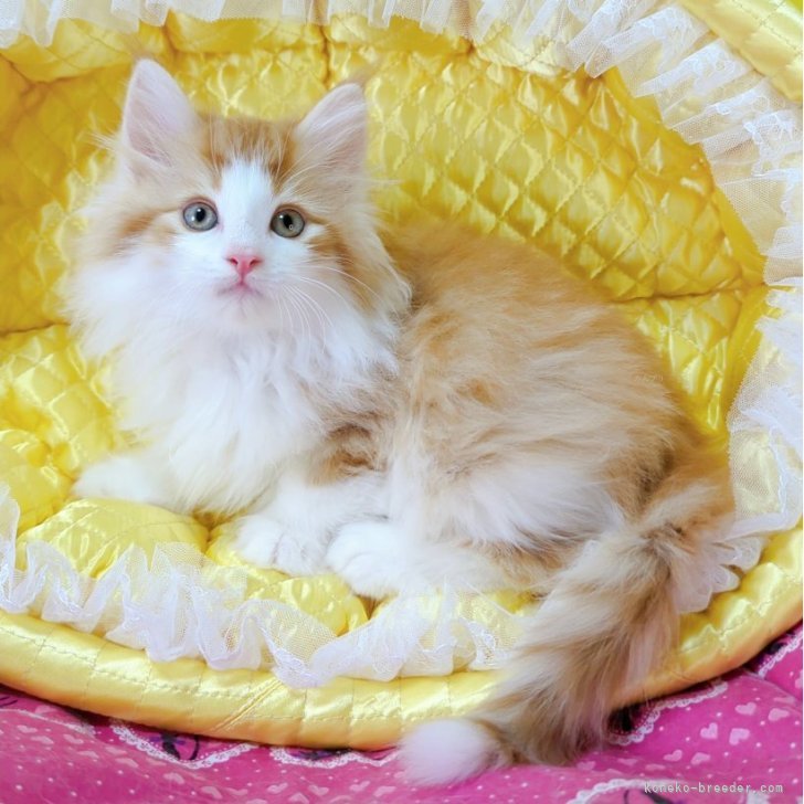 ブリーダー画像