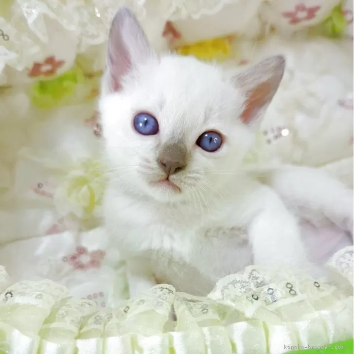 ID：2505-02939の子猫