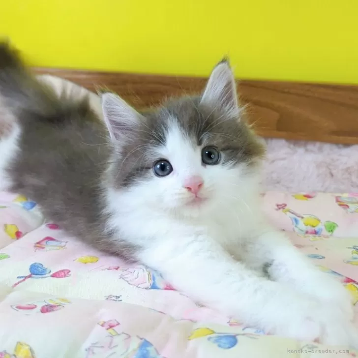 ID：2509-00729の子猫