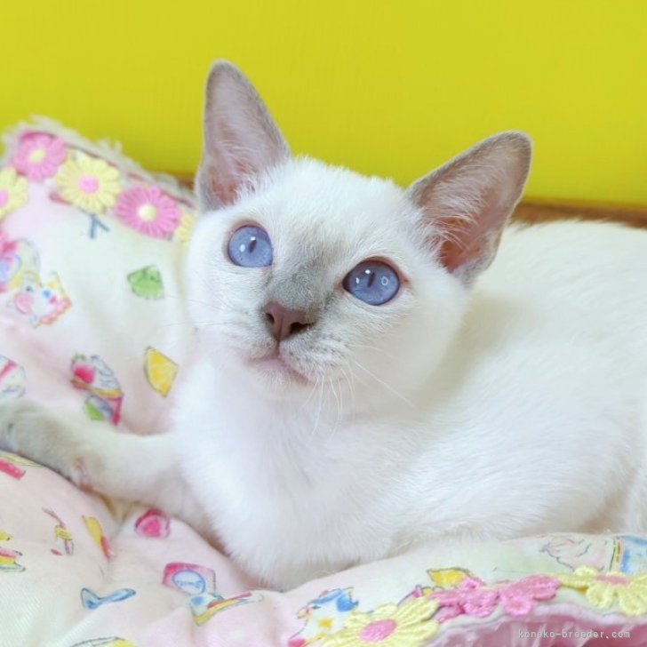 ブリーダー画像