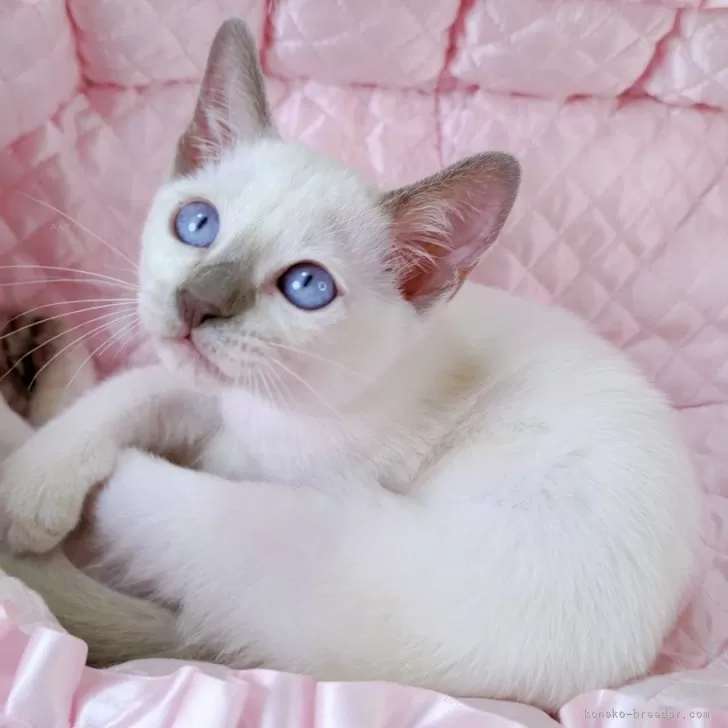 ID:2506-01547の子猫