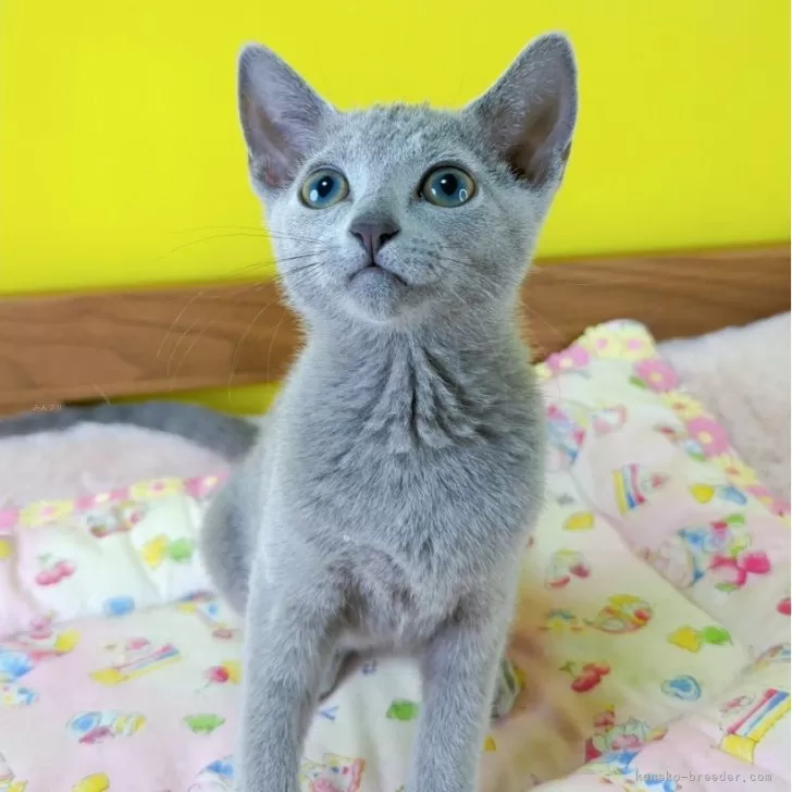 ID:2505-03006の子猫