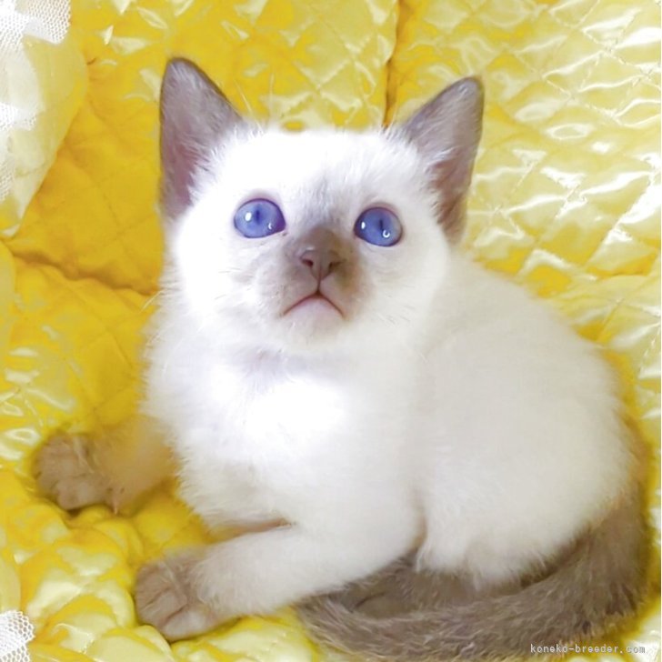 2004年　トンキニーズ子猫 2004年 トンキニーズ子猫