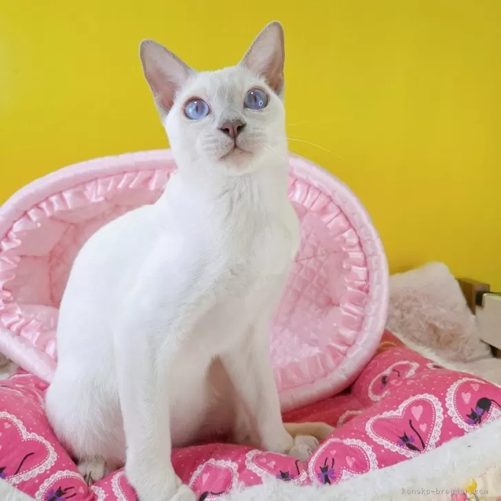 ID：2606-01260の子猫