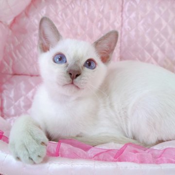 トンキニーズ【埼玉県・男の子・2025年6月8日・プラチナ(ライラック)ポイント】の写真「💕甘えん坊さんの男の子💕」