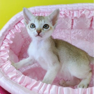 シンガプーラ【埼玉県・男の子・2025年9月22日・セーブルティックドタビー】の写真「😺懐っこい男の子です😺」