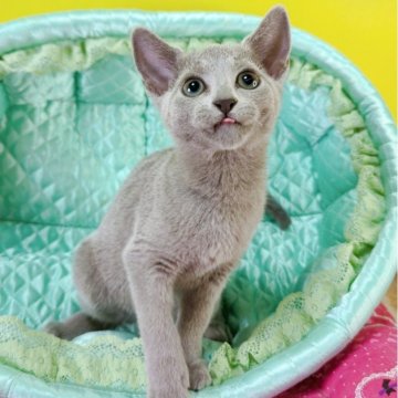 ロシアンブルー【埼玉県・女の子・2025年9月15日・ブルー】の写真「🍒甘えっ子ちゃん🍒」