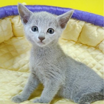 ロシアンブルー【埼玉県・男の子・2025年9月15日・ブルー】の写真「💕懐っこい甘えん坊くん💕」
