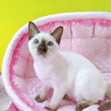 トンキニーズ【埼玉県・女の子・2025年8月8日・チョコレート(シャンパン)ポイント】の写真「💕愉快な女の子💕」