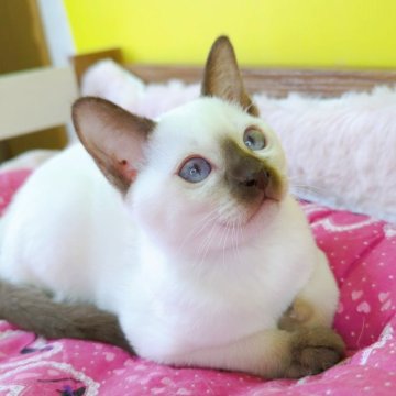 トンキニーズ【埼玉県・女の子・2025年8月8日・チョコレート(シャンパン)ポイント】の写真「🍓楽しい女の子🍓」