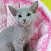 ロシアンブルー