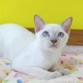トンキニーズ