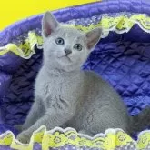 ロシアンブルー