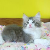 ノルウェージャンフォレストキャット