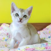 シンガプーラ
