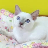 トンキニーズ
