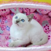 トンキニーズ