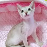 シンガプーラ【埼玉県・女の子・2025年9月22日・セーブルティックドタビー】の写真4