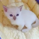 トンキニーズ【埼玉県・男の子・2025年10月18日・プラチナ(ライラック)ポイント】の写真5