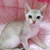 シンガプーラ【埼玉県・女の子・2025年9月22日・セーブルティックドタビー】の写真2