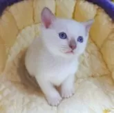 トンキニーズ【埼玉県・男の子・2025年10月18日・プラチナ(ライラック)ポイント】の写真4