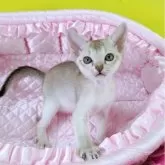 シンガプーラ【埼玉県・男の子・2025年9月22日・セーブルティックドタビー】の写真3