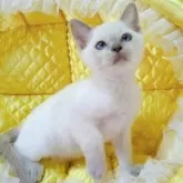 トンキニーズ【埼玉県・女の子・2025年10月20日・プラチナ(ライラック)ポイント】の写真2