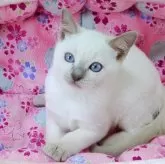 トンキニーズ【埼玉県・男の子・2025年4月28日・プラチナ(ライラック)ポイント】の写真4