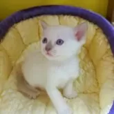 トンキニーズ【埼玉県・男の子・2025年10月18日・プラチナ(ライラック)ポイント】の写真6