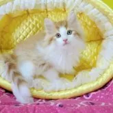 ノルウェージャンフォレストキャット【埼玉県・男の子・2025年10月23日・レッドマッカレルタビー&ホワイト】の写真8