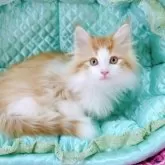 ノルウェージャンフォレストキャット【埼玉県・男の子・2025年10月23日・レッドマッカレルタビー&ホワイト】の写真7