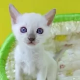 トンキニーズ【埼玉県・男の子・2025年4月15日・プラチナ(ライラック)ポイント】の写真7