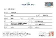 メインクーン【・女の子・2024年6月27日・ブラウンパッチドタビー】