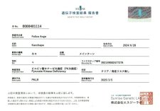 メインクーン【・女の子・2024年6月28日・ブラウンタビー】
