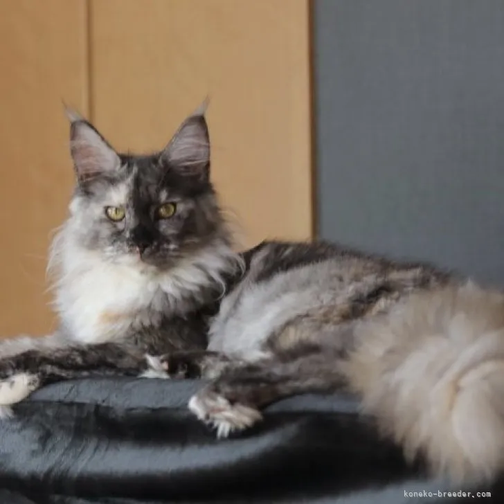 ID:2305-00980の子猫