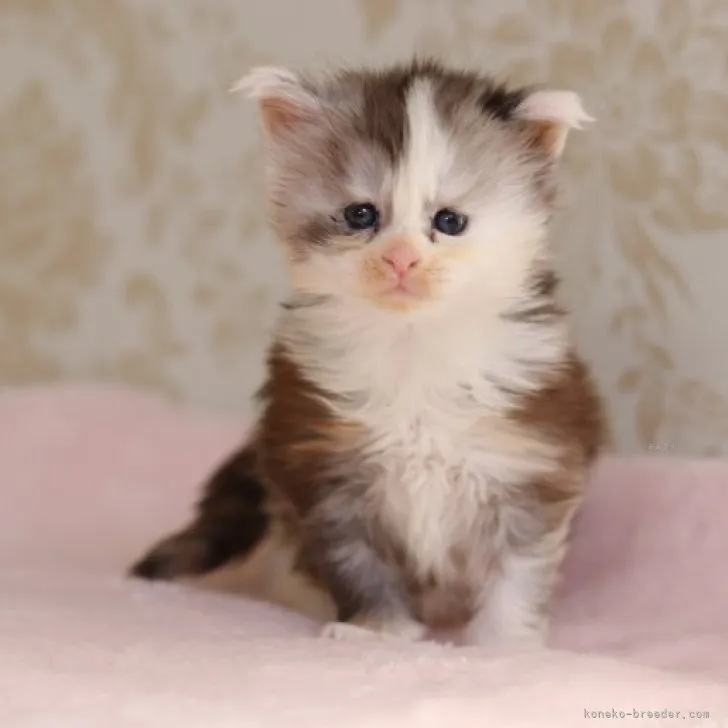 ID:2311-01329の子猫