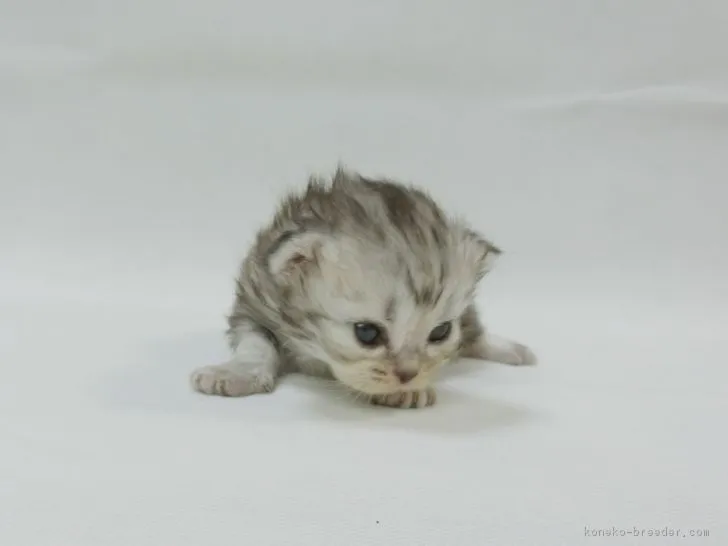 ID：1705-01350の子猫