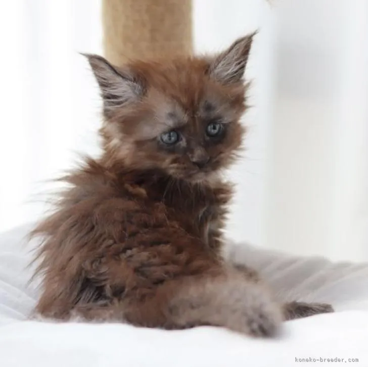 N.S 様のお迎えした子猫