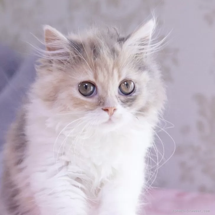 ID:2409-00052の子猫