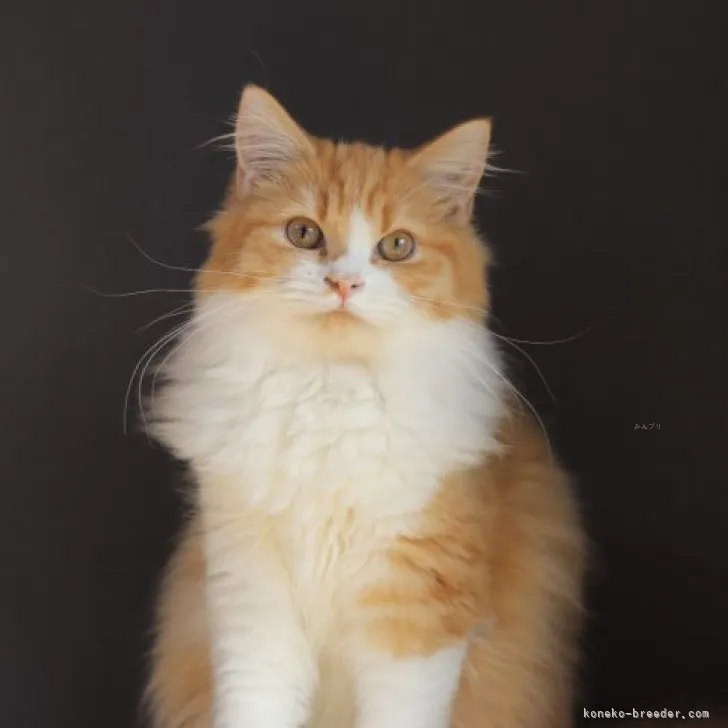 ID:2305-01412の子猫