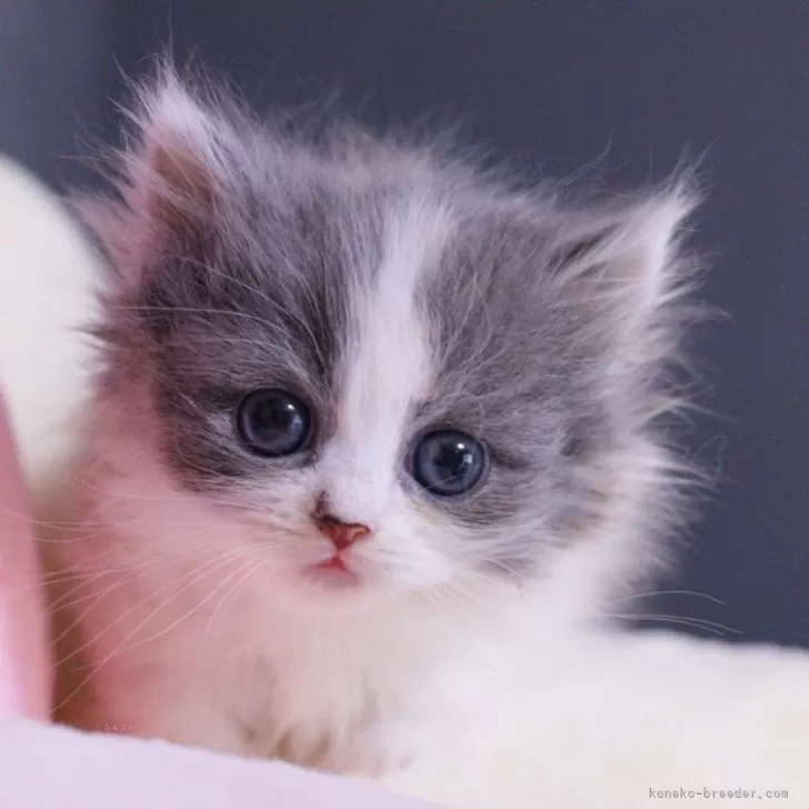 ID：2410-02204の子猫
