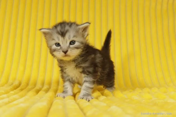 ID:2106-02131の子猫