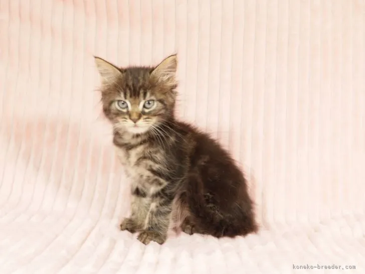 ID:2106-02132の子猫
