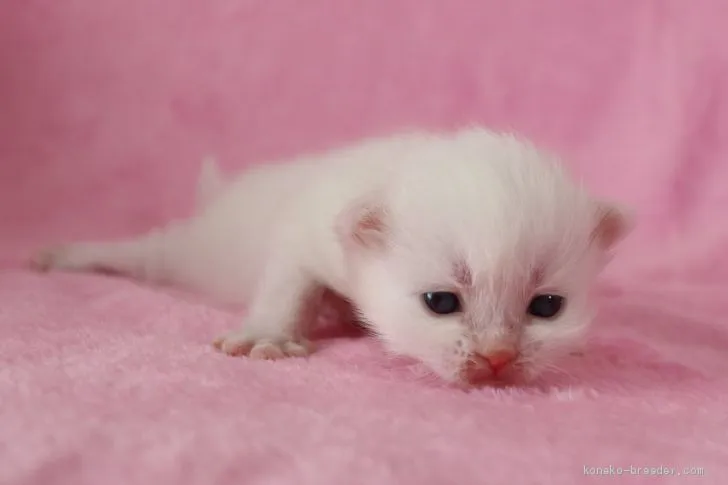 ぐったりおばちゃん 様のお迎えした子猫