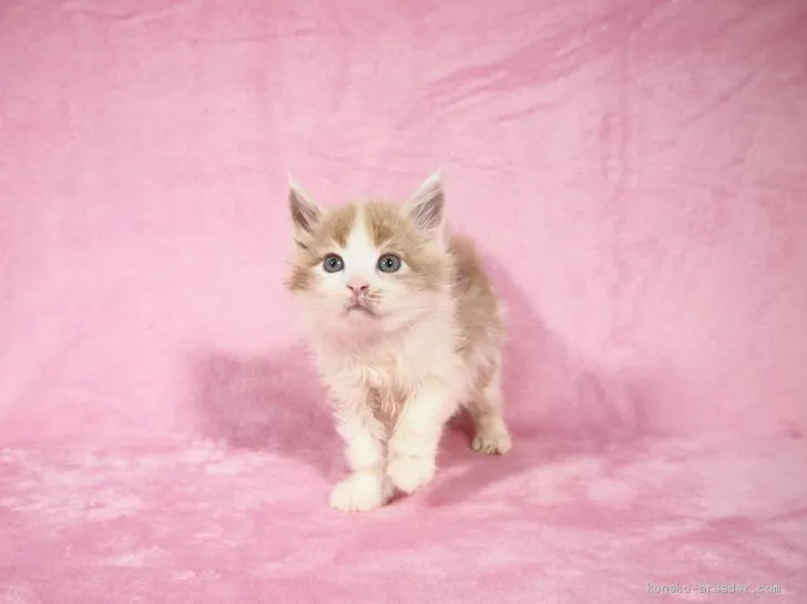 ID:2006-00600の子猫