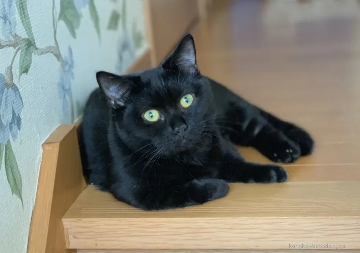 ID:1905-00252の子猫