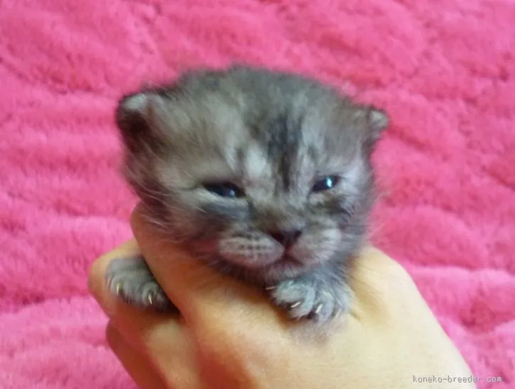 たこりん 様のお迎えした子猫